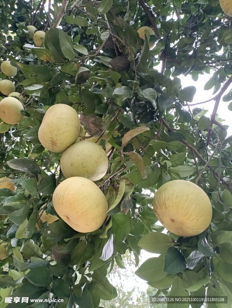 挂满枝头的金黄柚子
