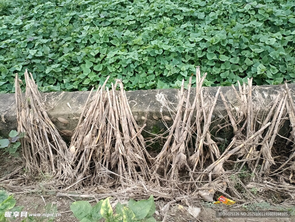 路边枯萎的玉米根茎