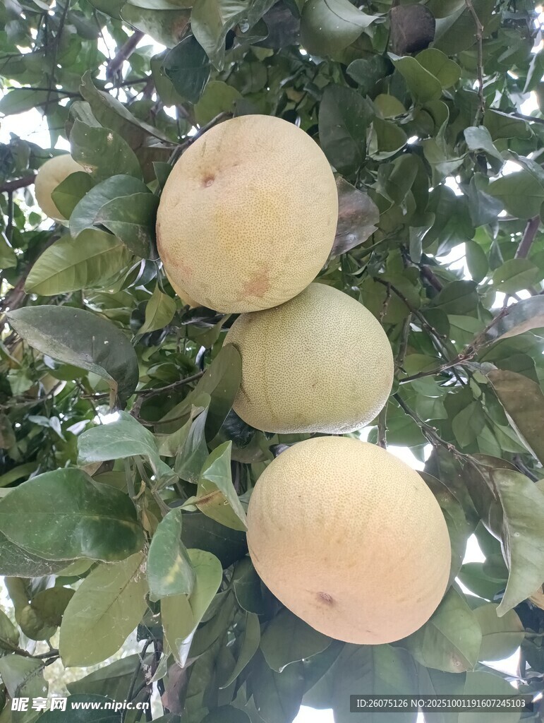枝头挂着饱满的新鲜柚子