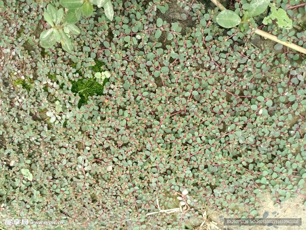 地面上的绿色植物与碎石