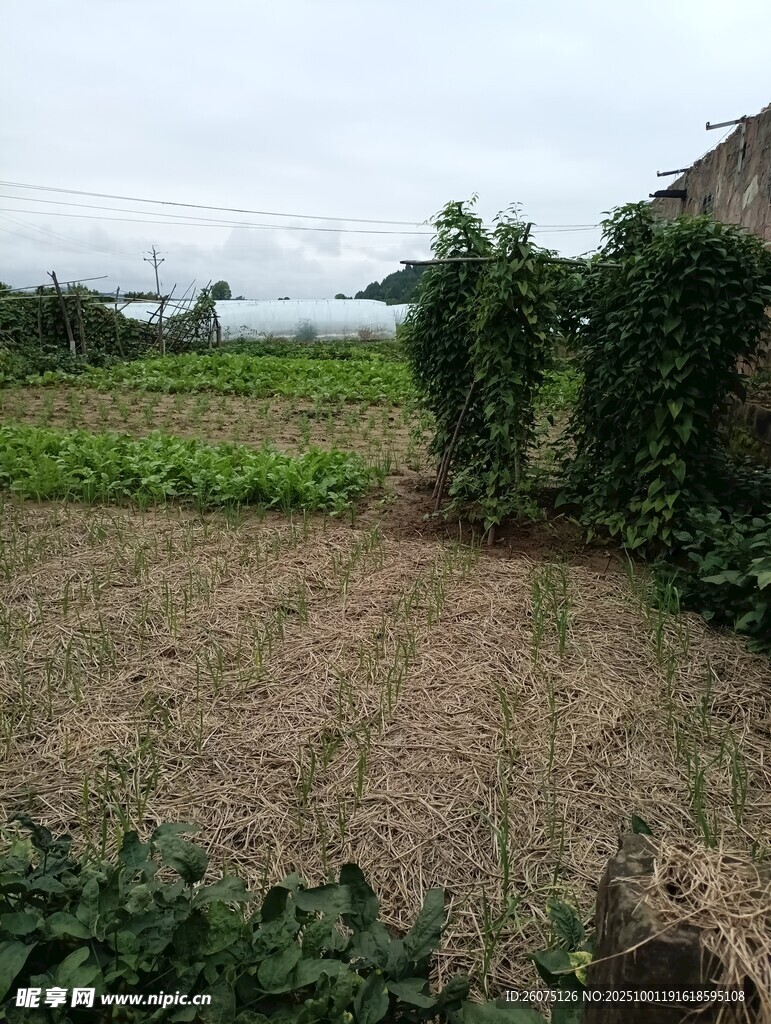 乡村田野田园风光景象