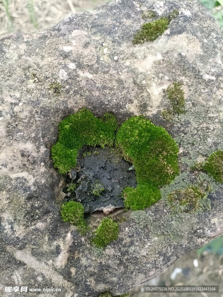 石缝中生长的翠绿苔藓