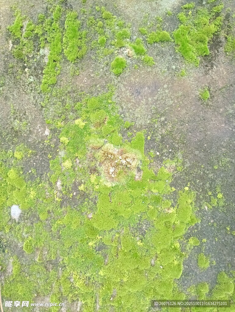 地面上的绿色苔藓