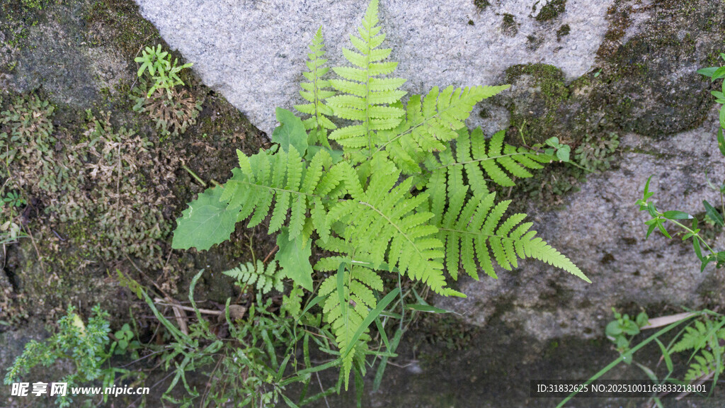 翠绿蕨类植物生机盎然