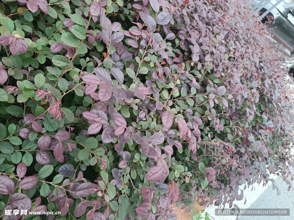 紫叶植物墙景观