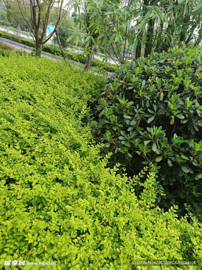 翠绿繁茂的灌木丛景观