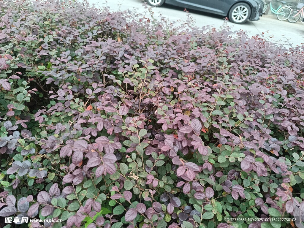 路边紫叶植物景观