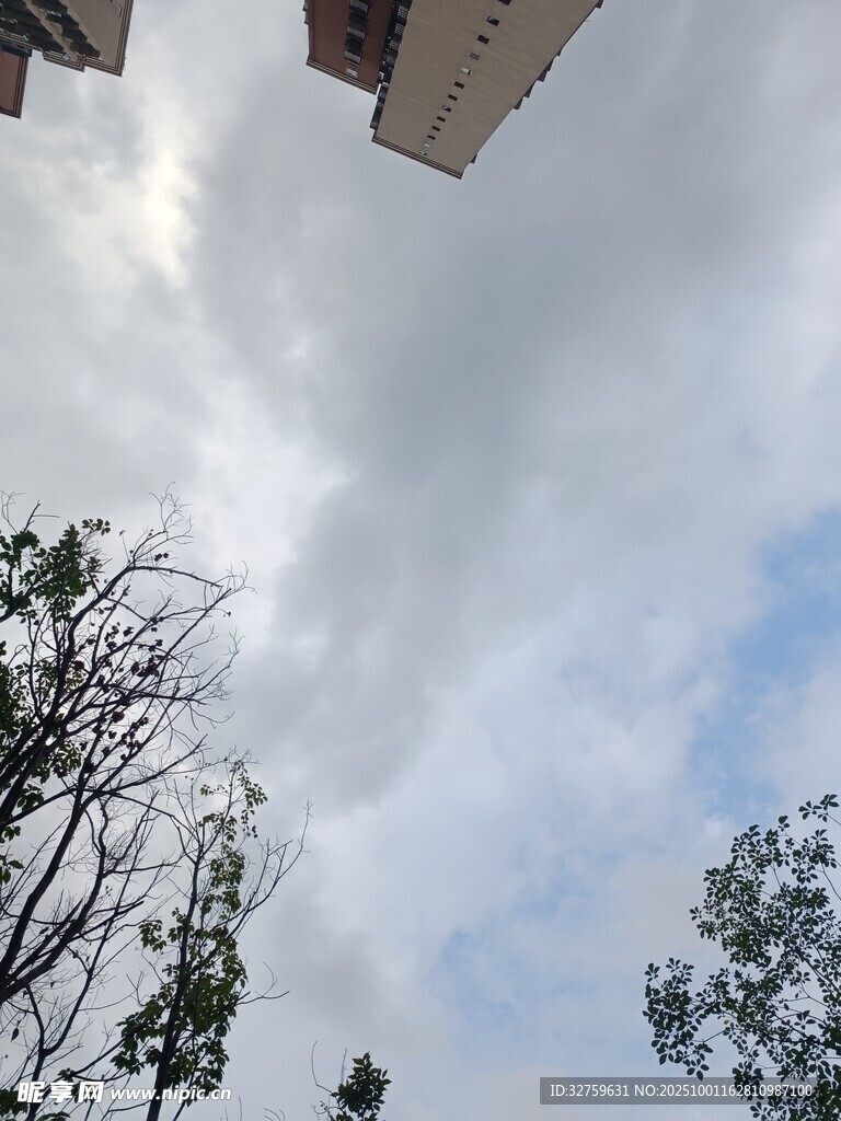 仰视天空与树木景观