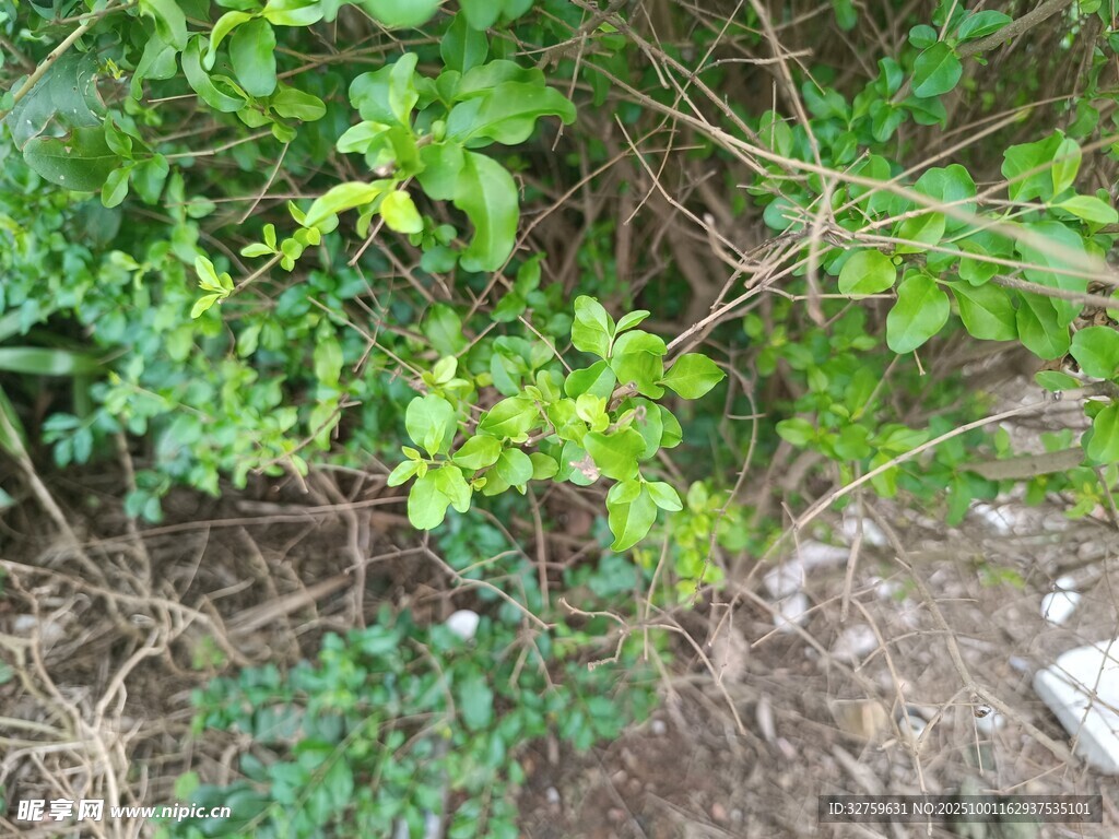 地面绿植与杂草景象