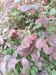 紫叶植物特写