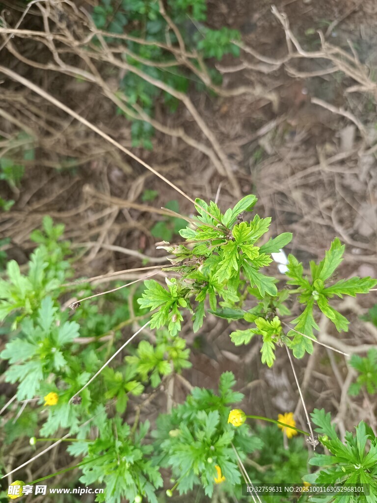 地面生长的绿色植物