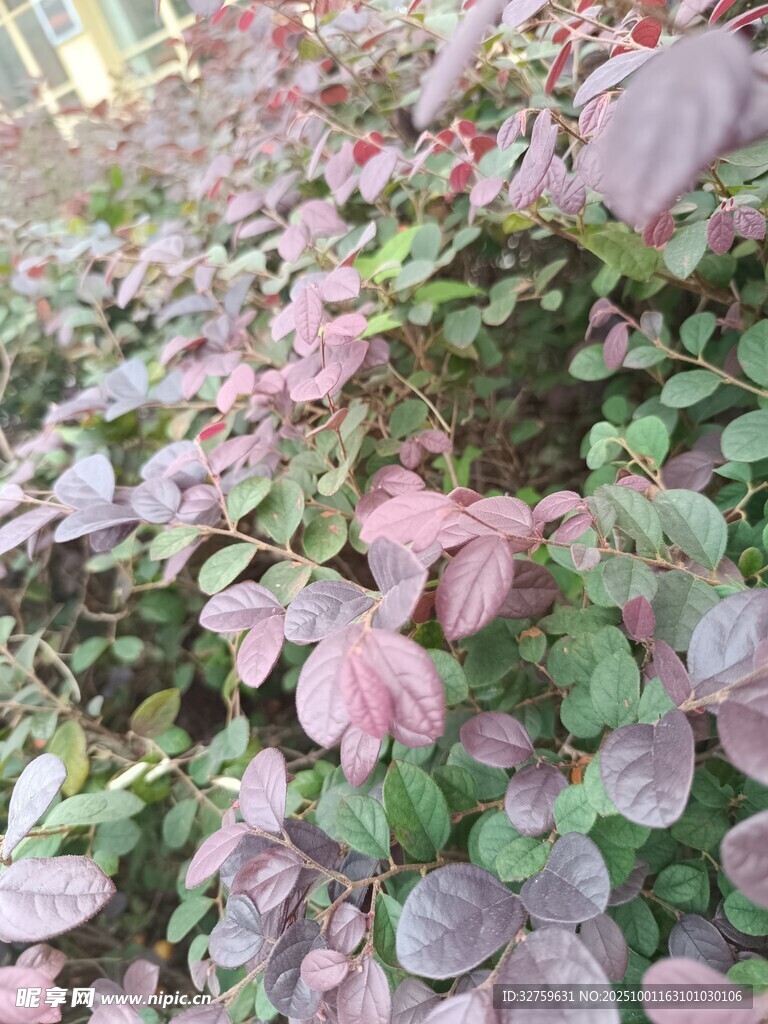 紫叶植物景观