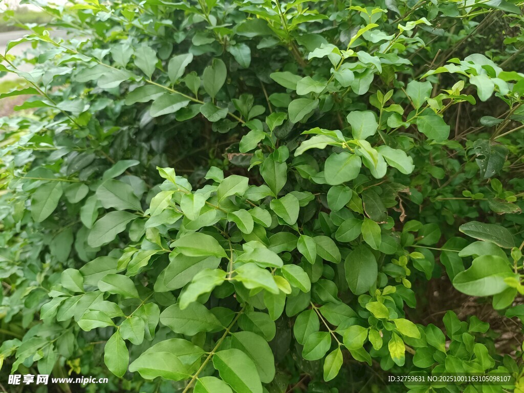 茂盛绿植