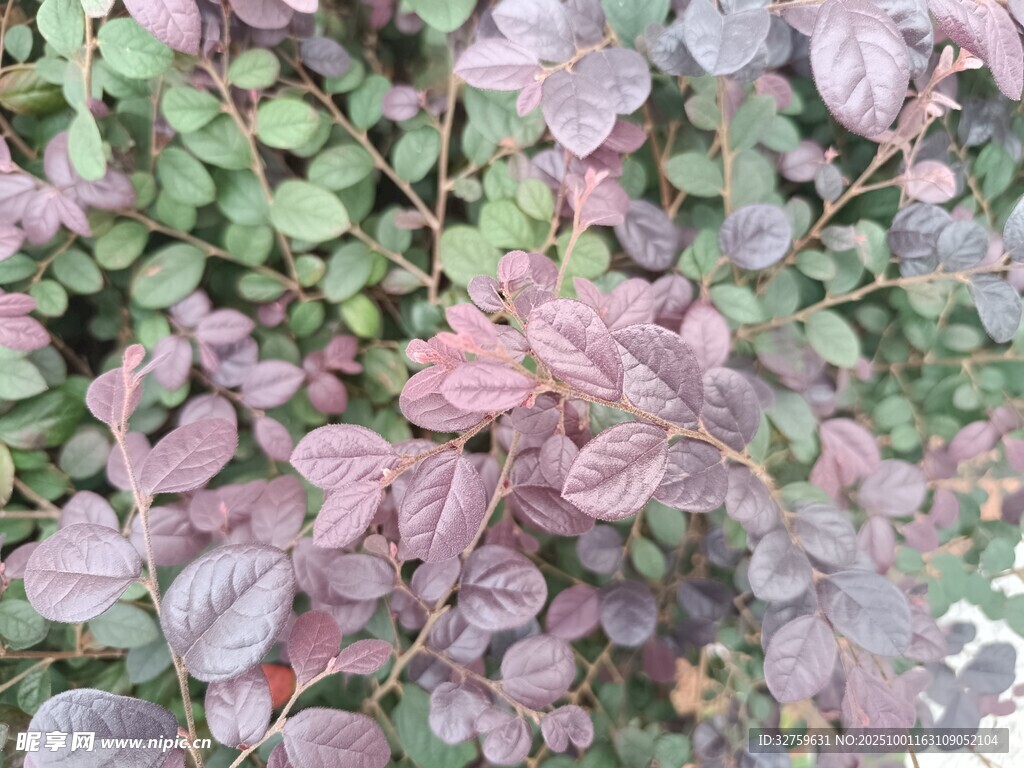 多彩叶片植物特写