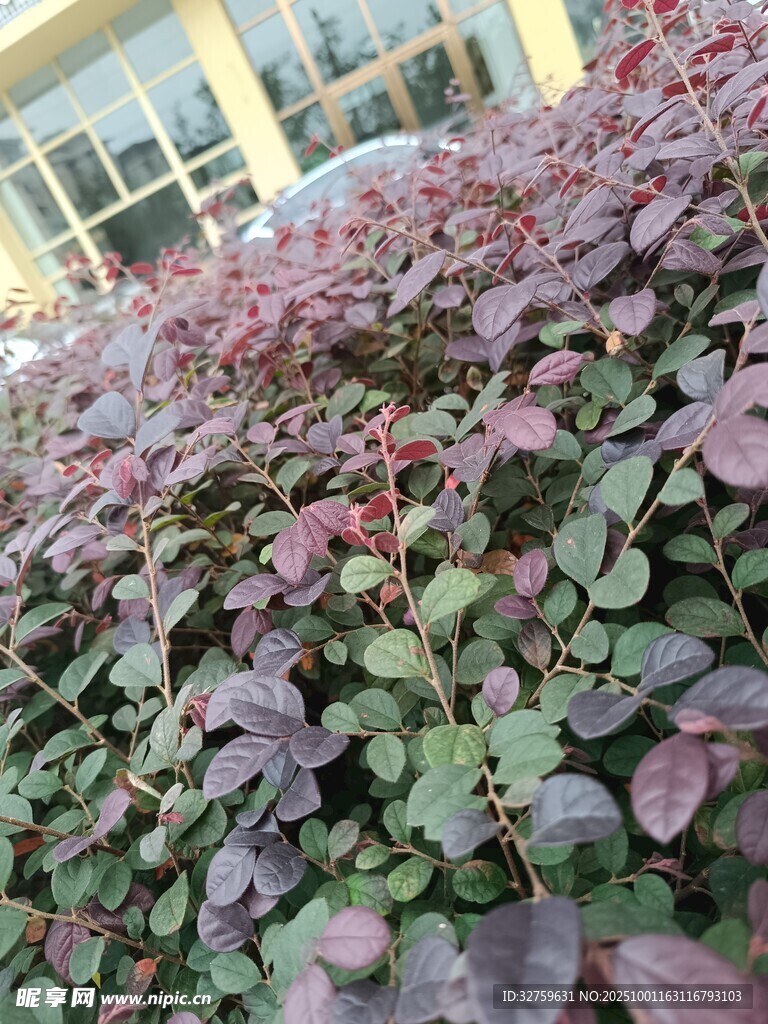 紫叶植物景观