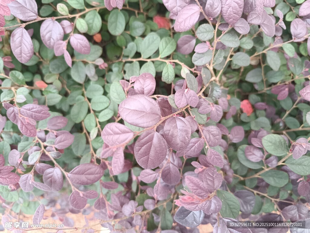 紫叶植物特写