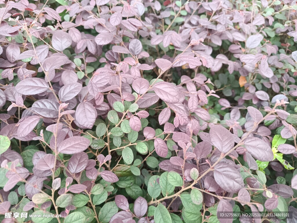 紫叶植物特写
