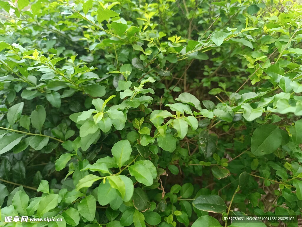 繁茂绿植景观