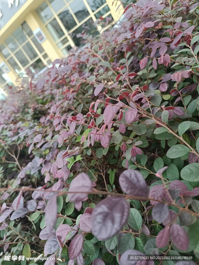 紫叶植物景观