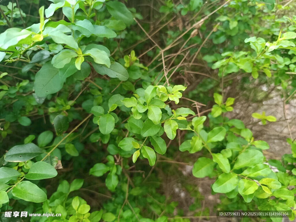 繁茂绿植 