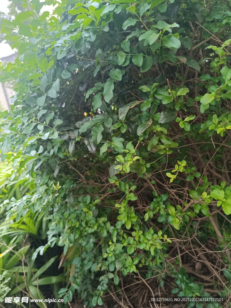 繁茂绿植覆盖景象