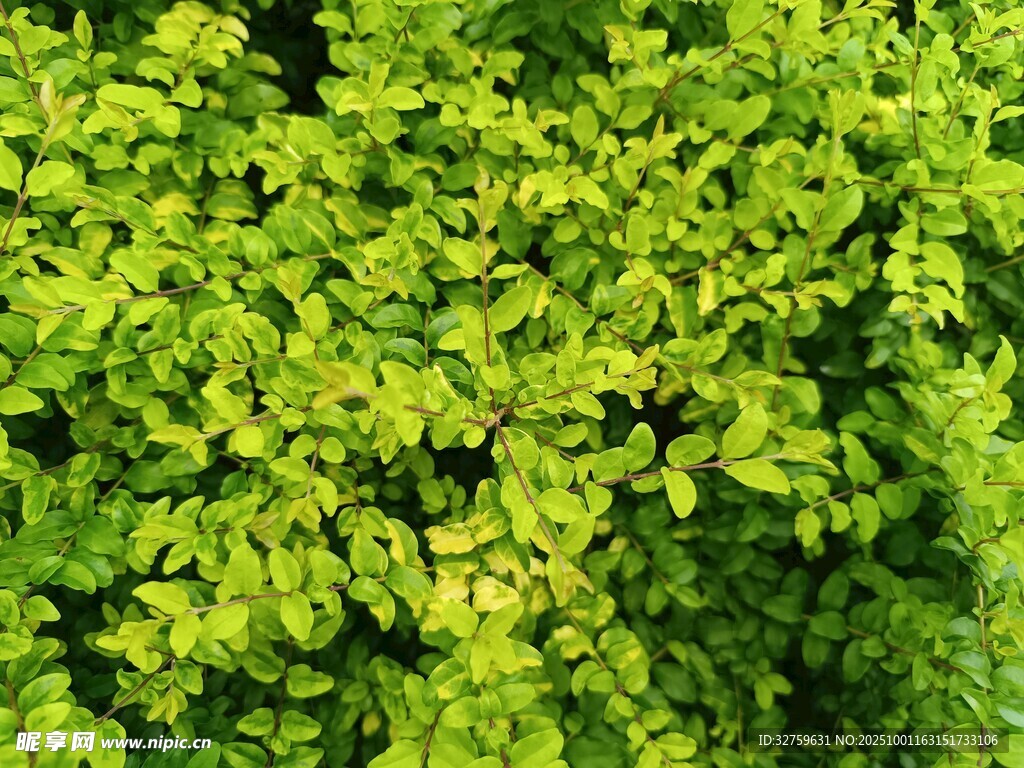 翠绿繁茂的叶片植物