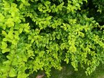 翠绿繁茂的植物叶片