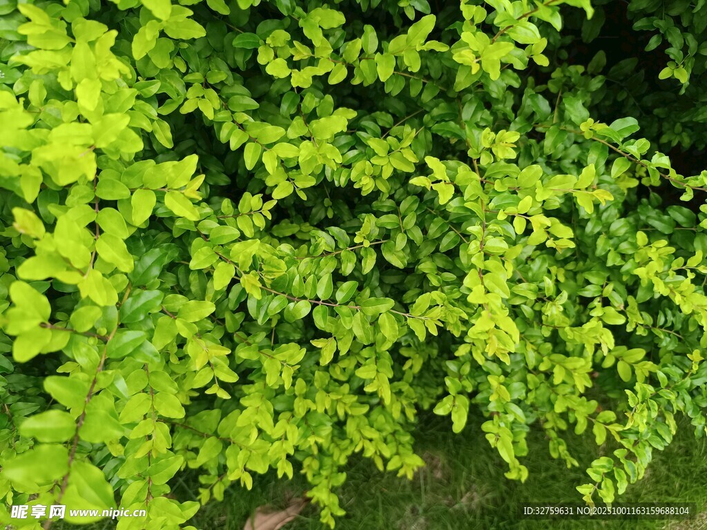 翠绿繁茂的植物叶片