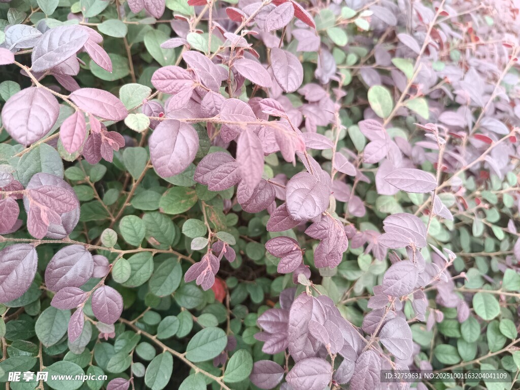 粉绿相间的多彩植物