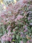 紫叶植物景观