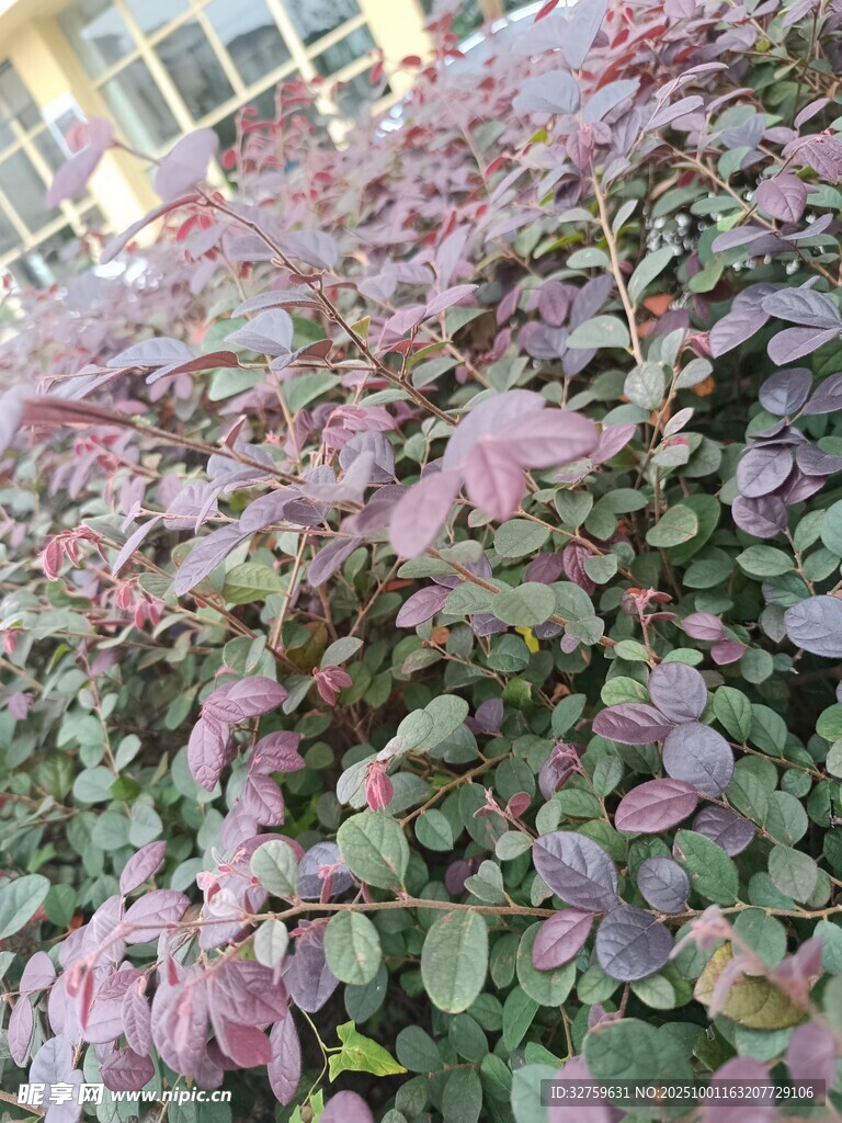 紫叶植物景观
