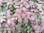 粉紫色叶片植物特写