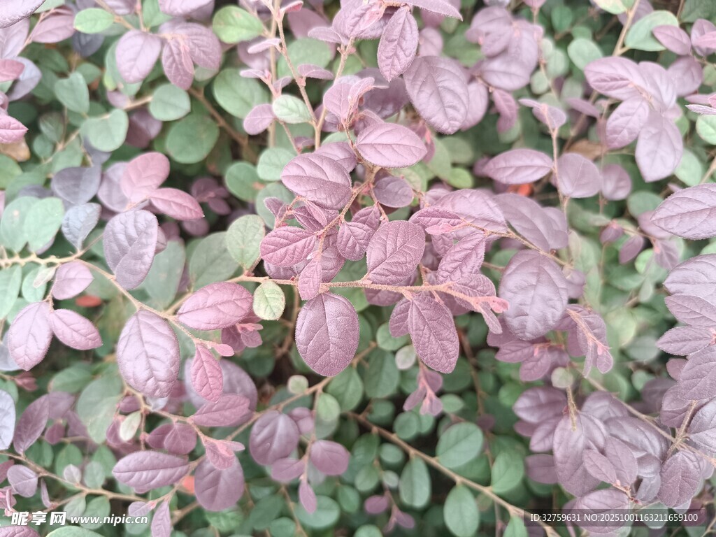 粉紫色叶片植物特写