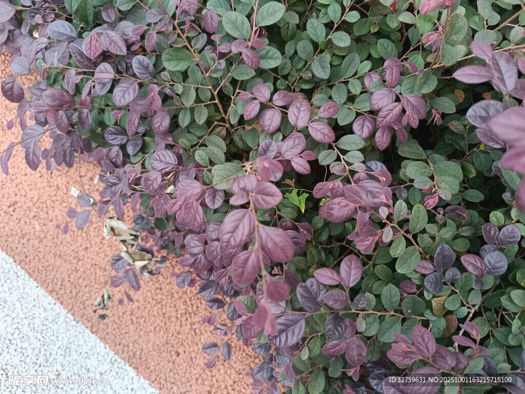 紫叶植物覆盖地面景观