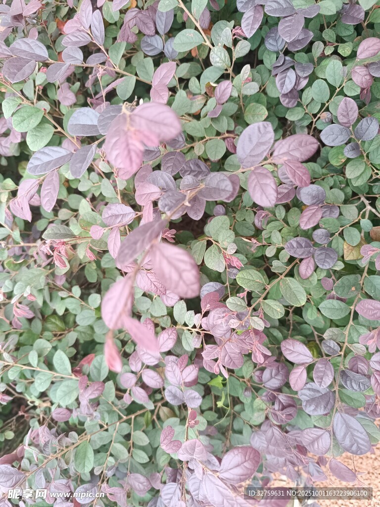 多彩多肉植物特写