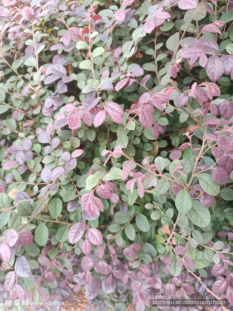 粉色叶片植物特写