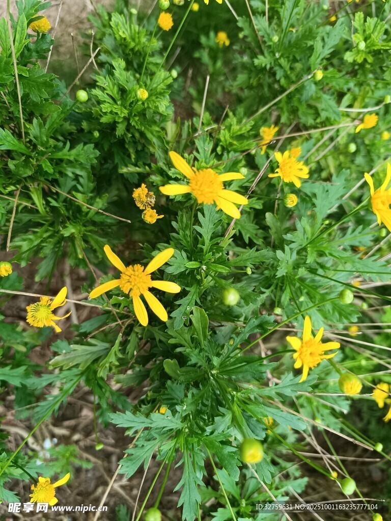 野外绽放的黄色小花