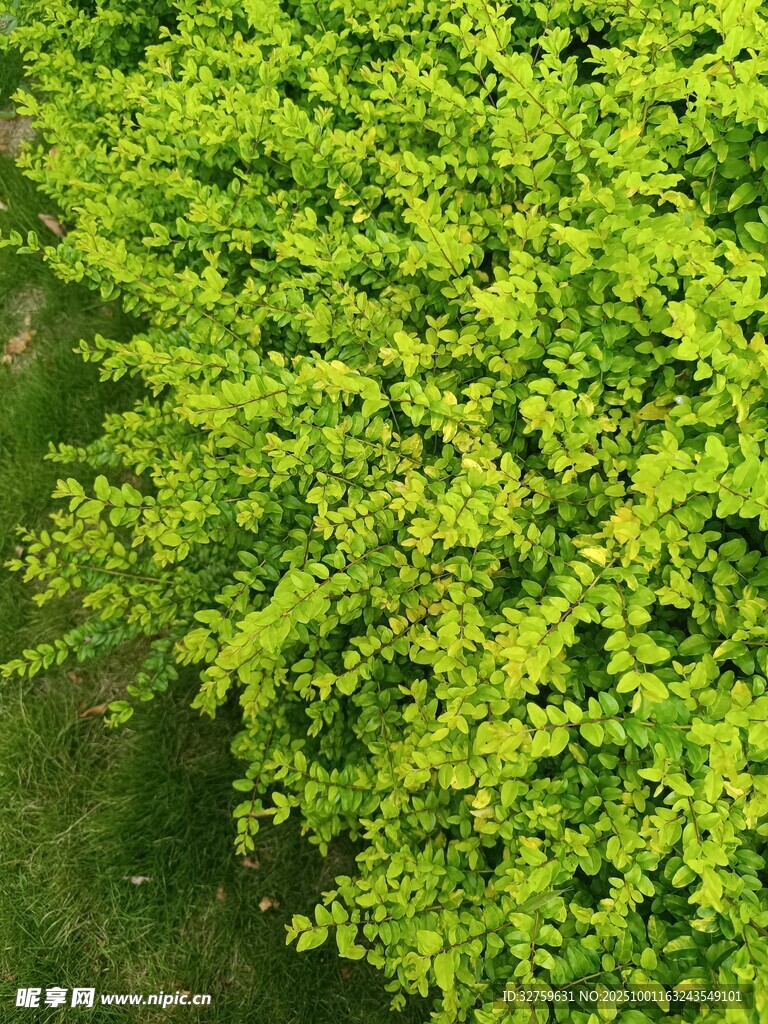 翠绿繁茂的灌木丛