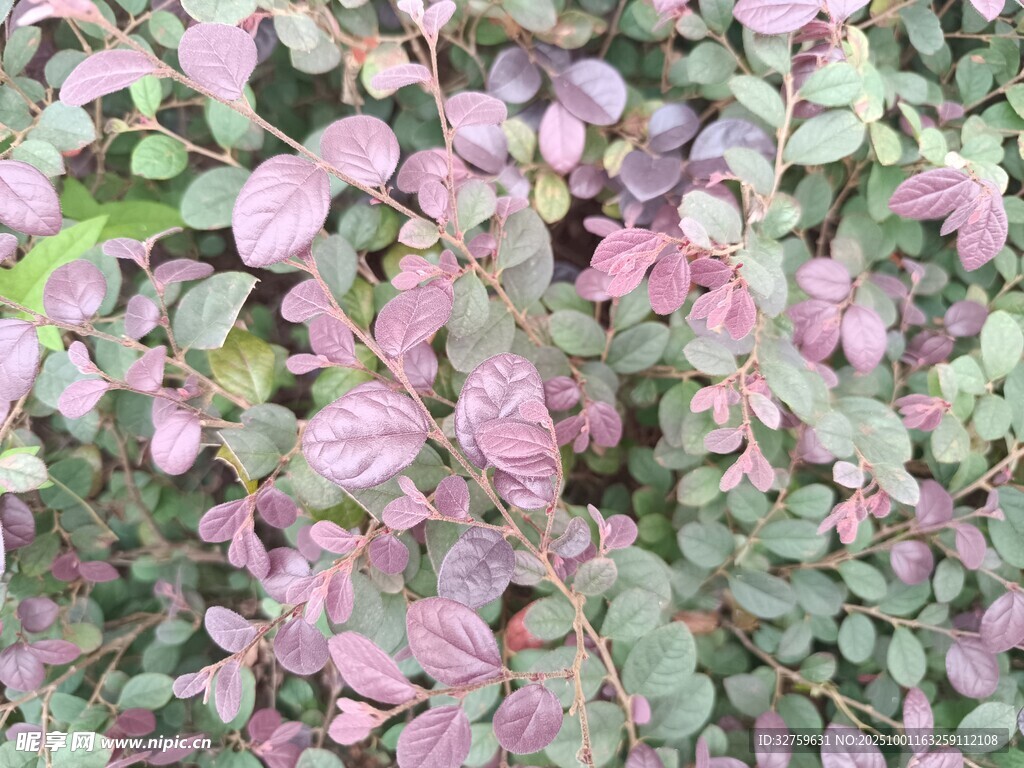 粉色叶片植物特写