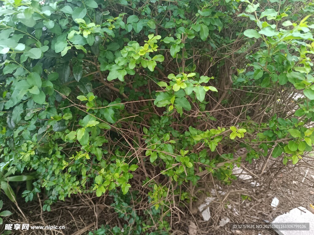 绿叶繁茂的灌木丛