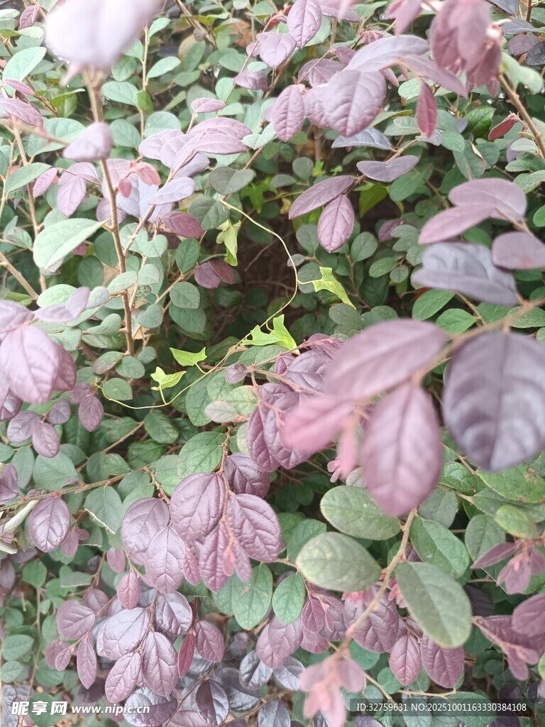 紫叶植物特写