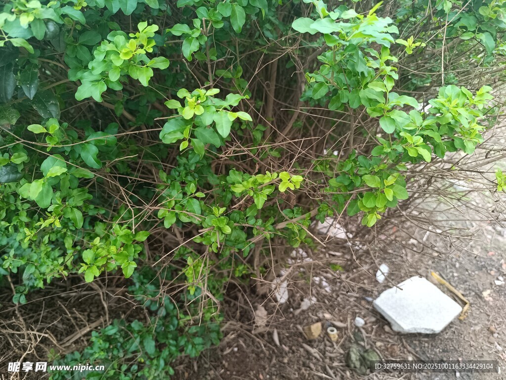 路边绿植与石块景象