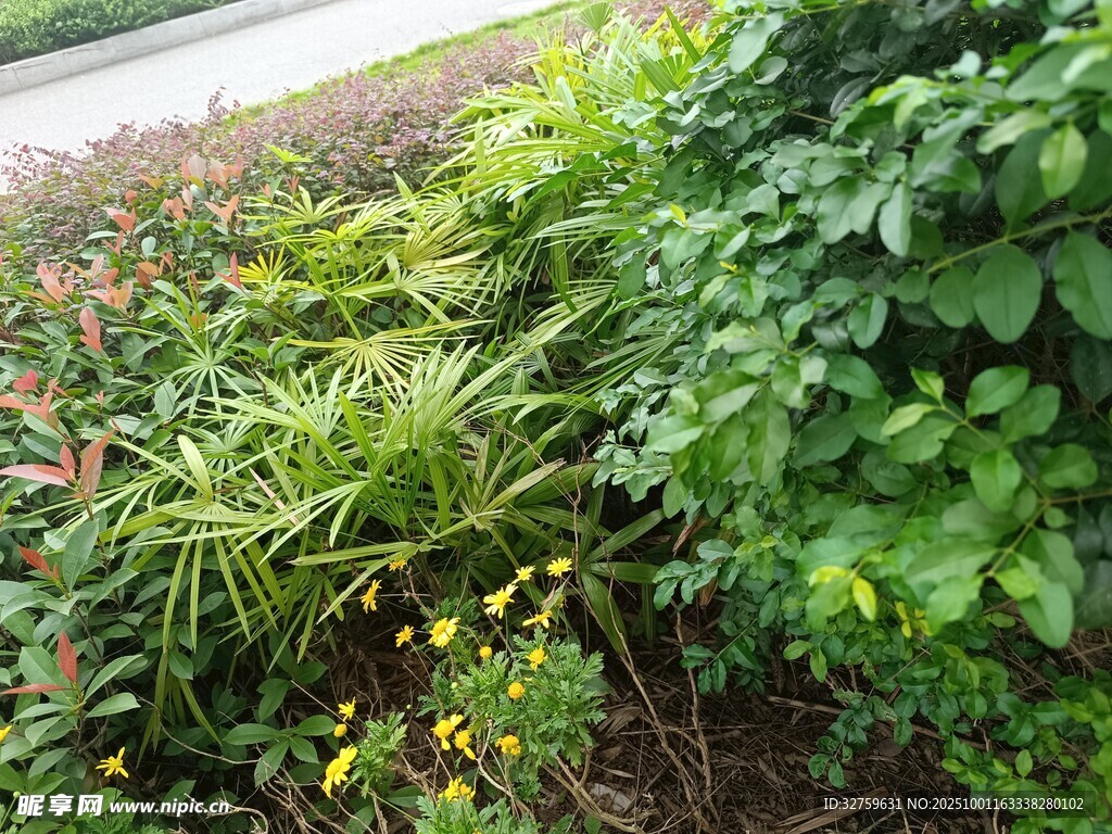 路边繁茂绿植景观