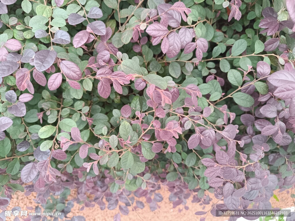 紫叶植物景观