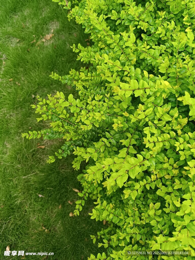 翠绿灌木与草地景观