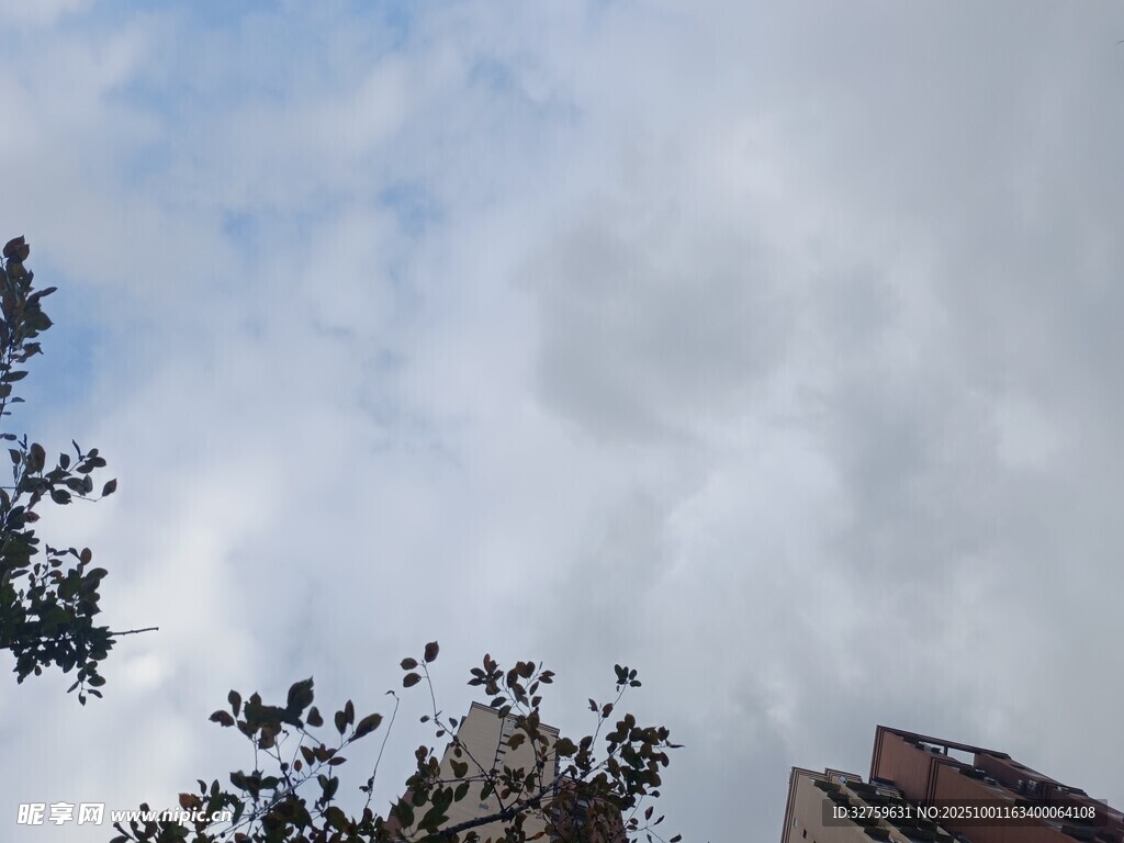 阴天时的城市树梢景象