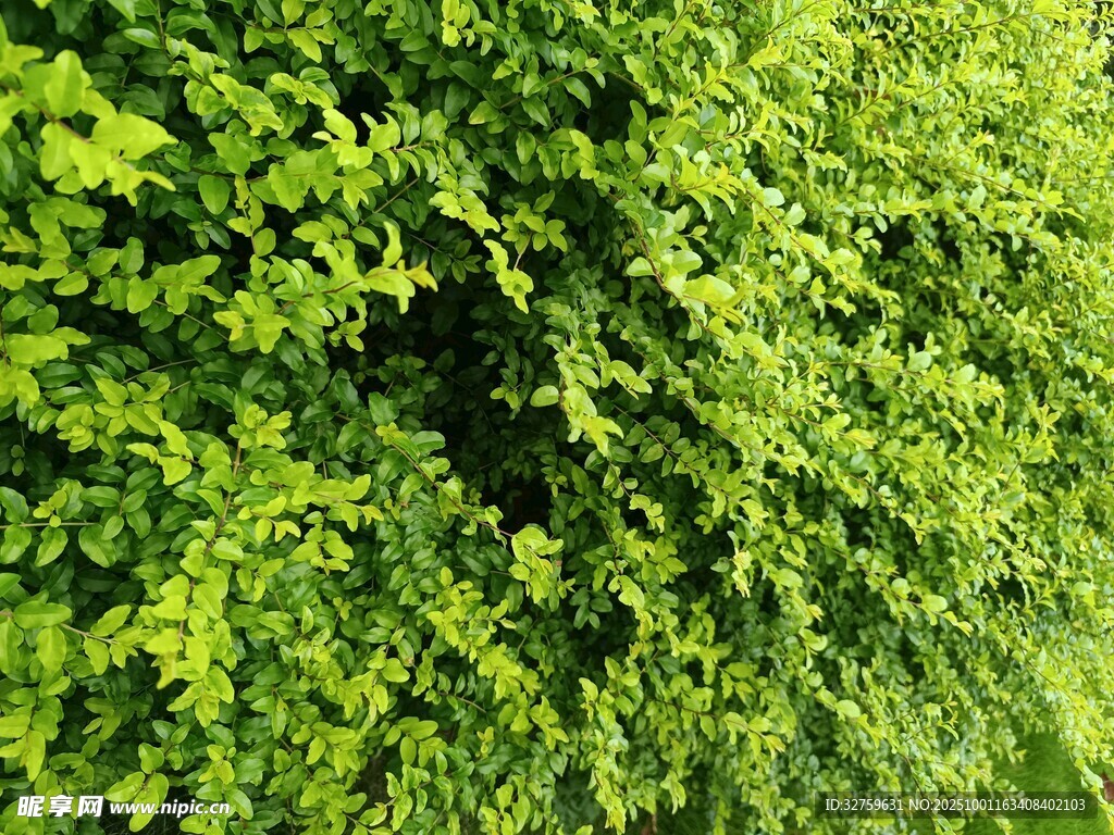 翠绿繁茂的植物墙