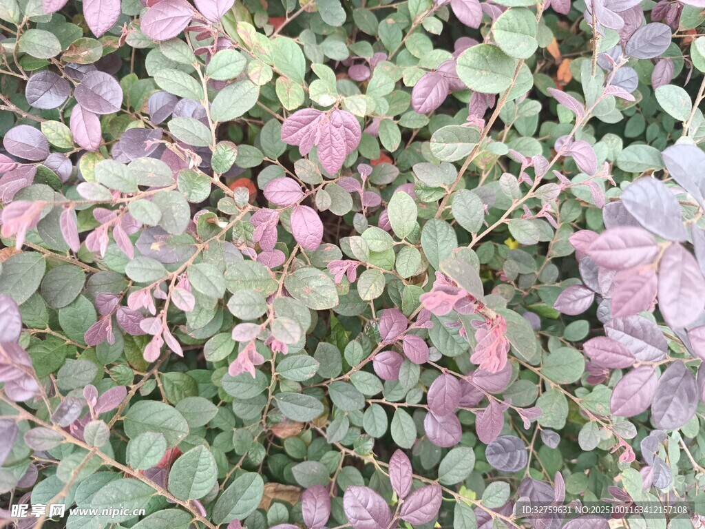 粉色与绿色交织的植物叶片