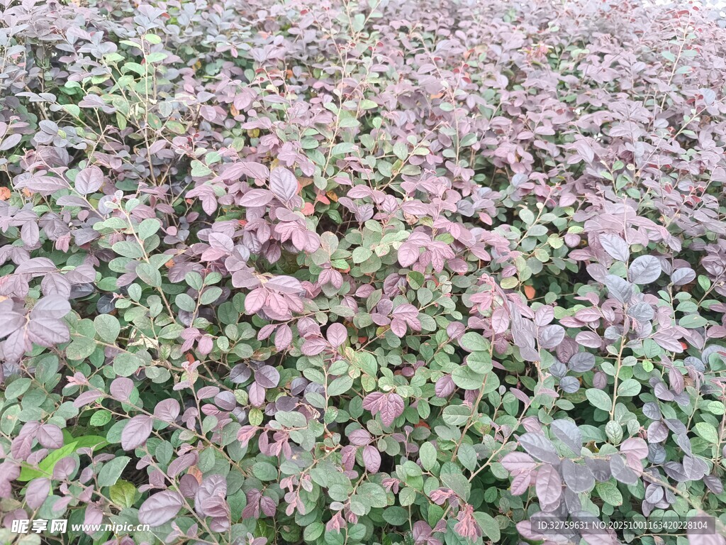 粉色与绿色交织的植物景观
