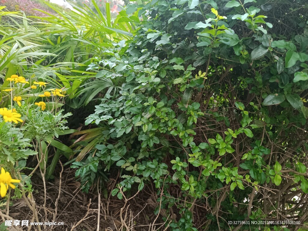 绿叶黄花的繁茂植物景观